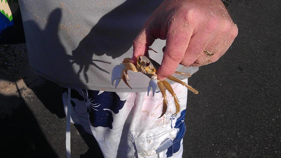 obx-crab